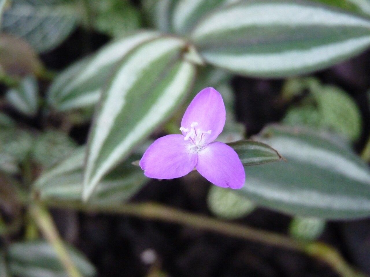 Zebrina pendula flower