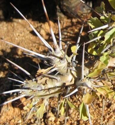 Monsonia lavrani bark