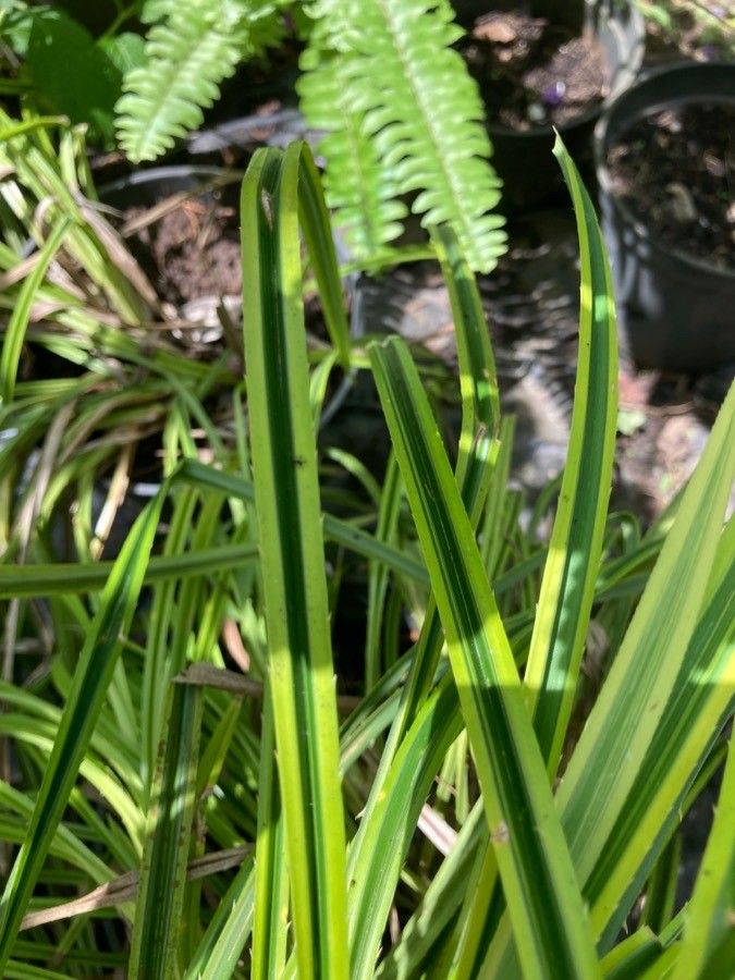 Pandanus pygmaeus leaf