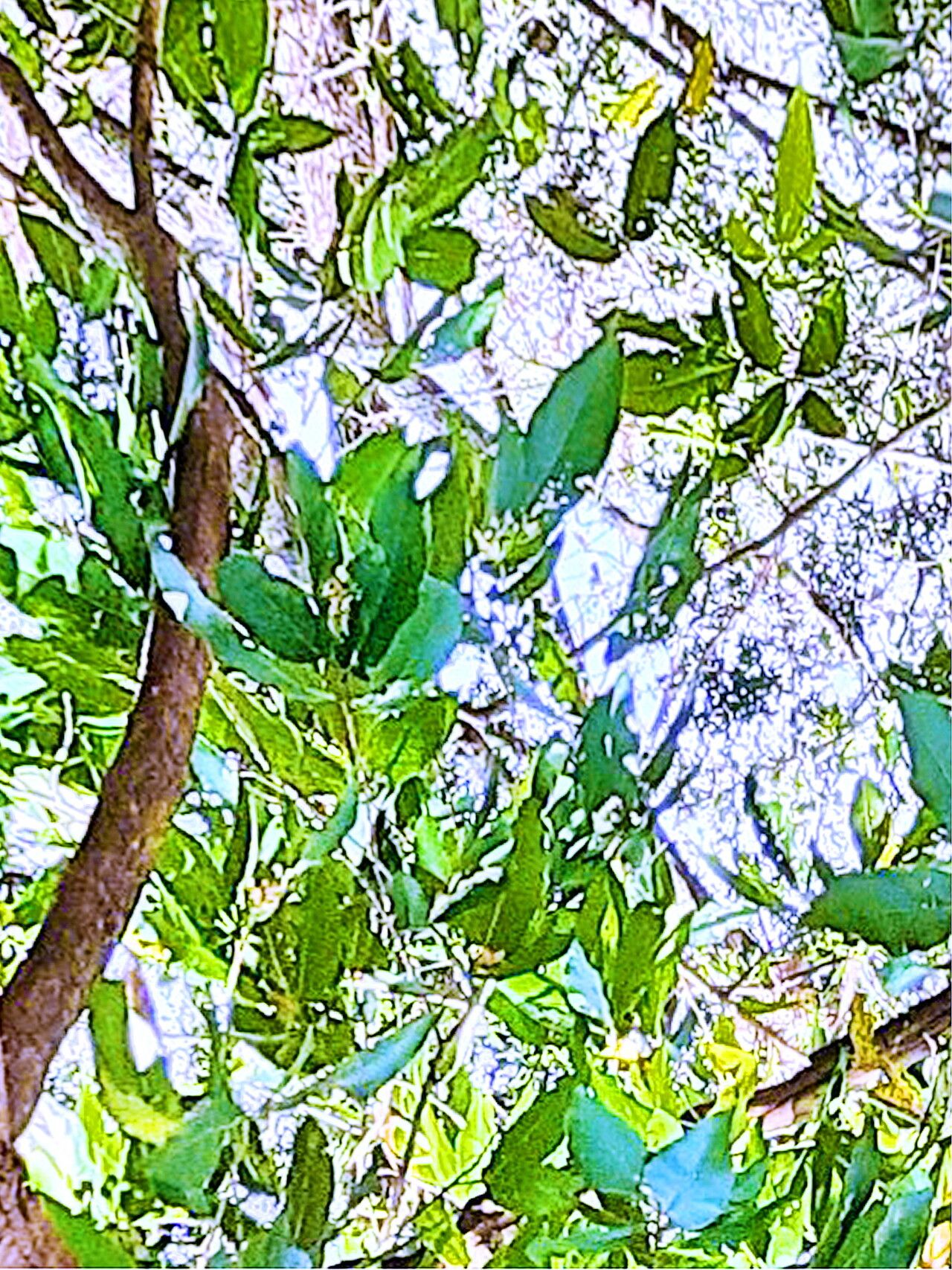 Monoon coffeoides — related species from the same genus