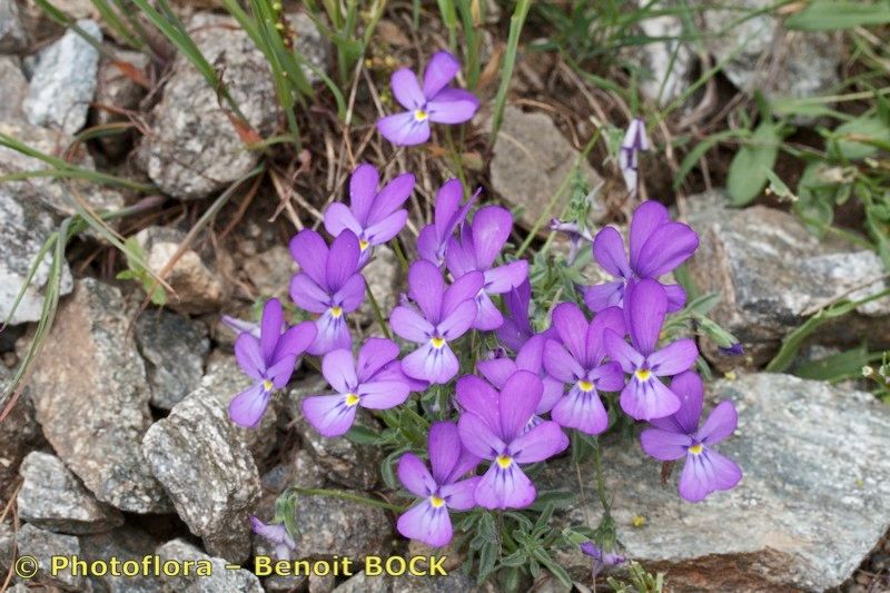 Viola valderia habit