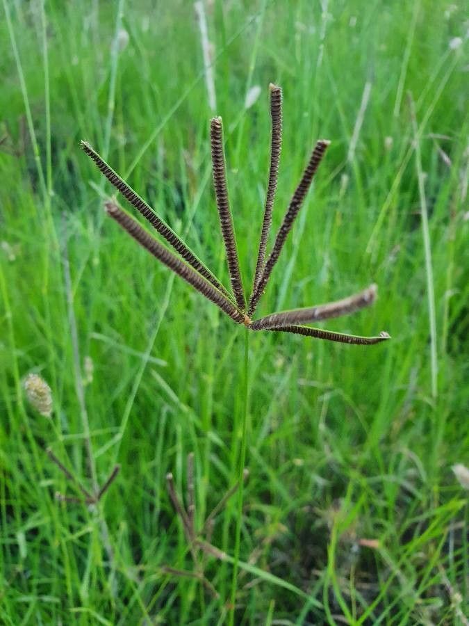 Eustachys paspaloides flower