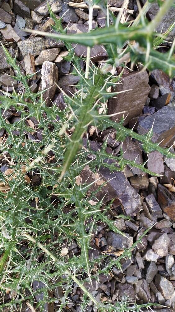 Echinops cornigerus — search result for 'Echinops'