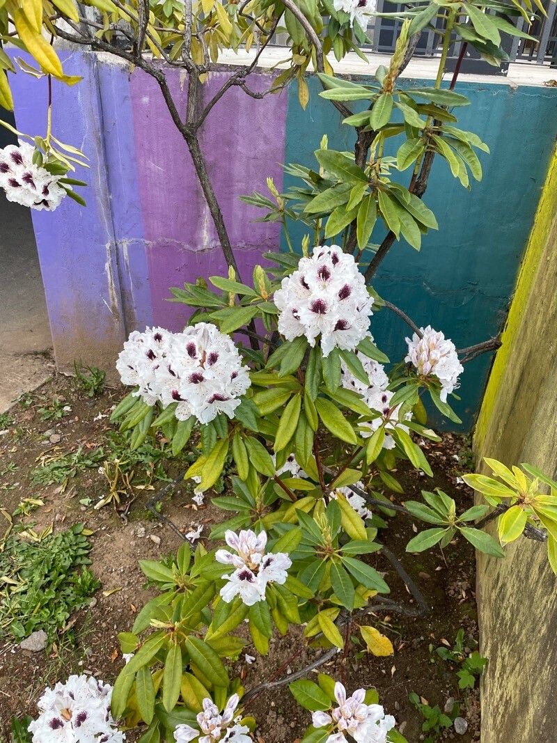 Rhododendron praevernum — houseplant care guide