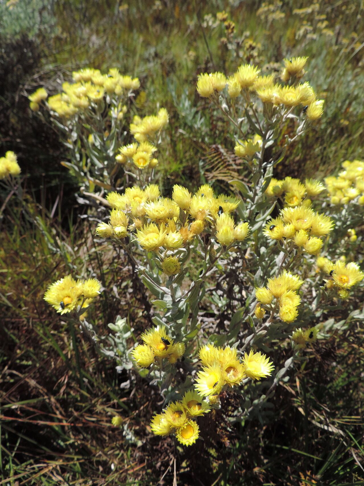 Helichrysum buchananii — houseplant care guide