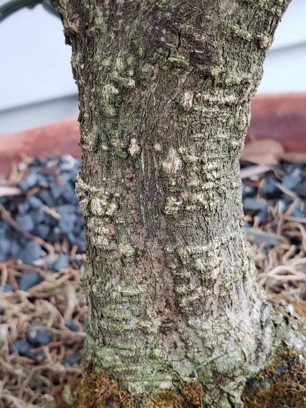 Amentotaxus formosana bark