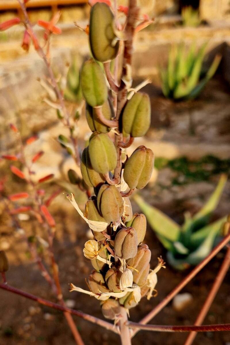 Aloe inermis fruit