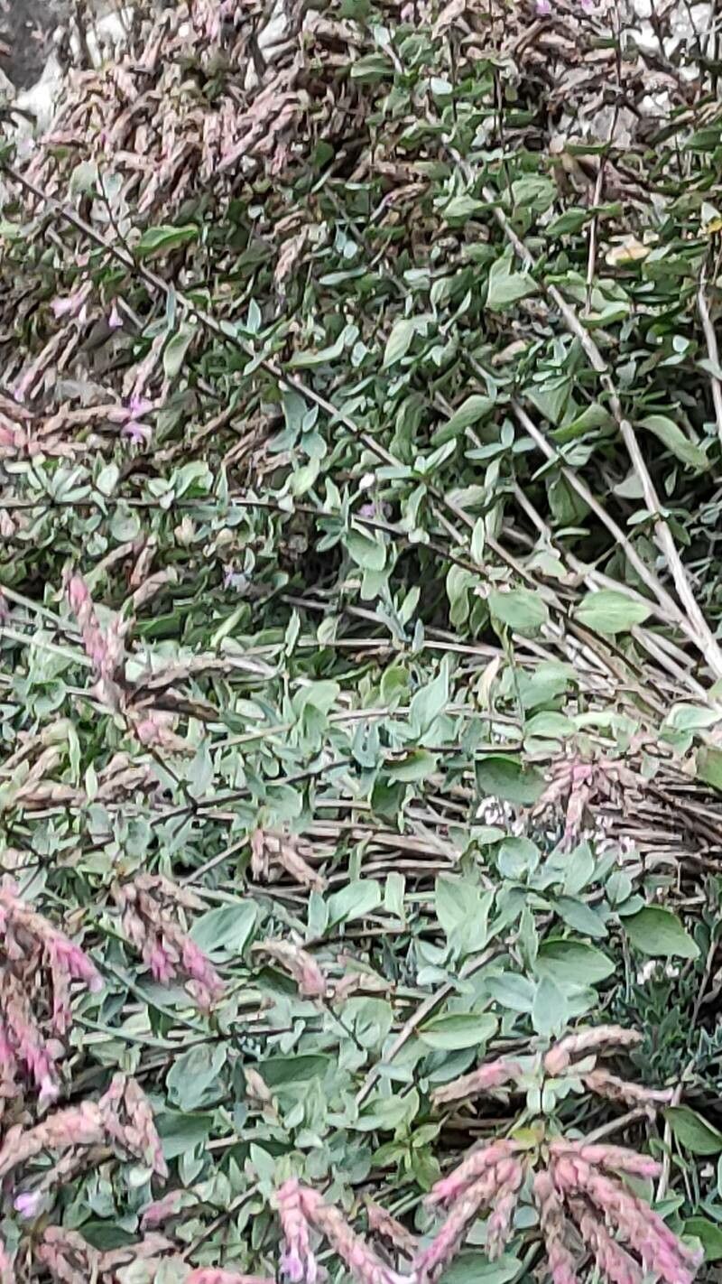 Origanum compactum bark