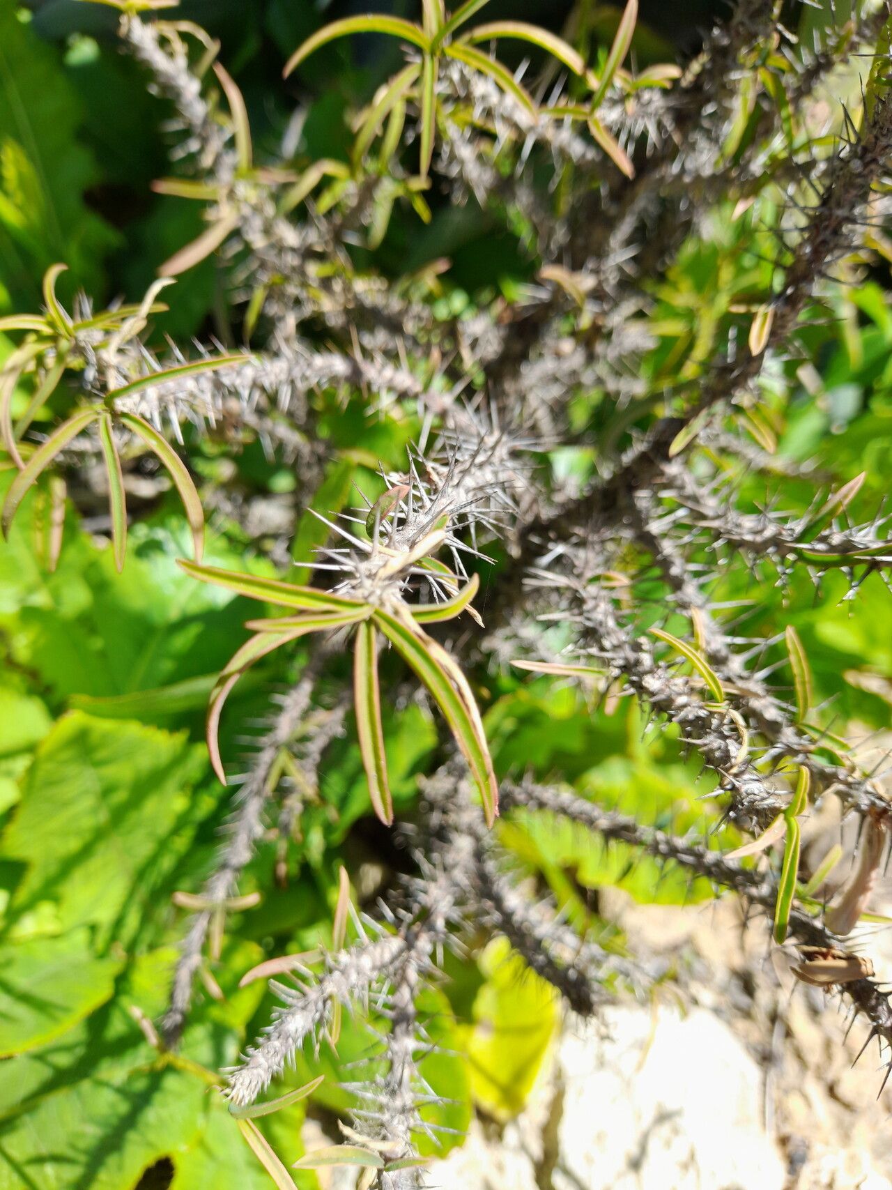 Euphorbia kondoi leaf