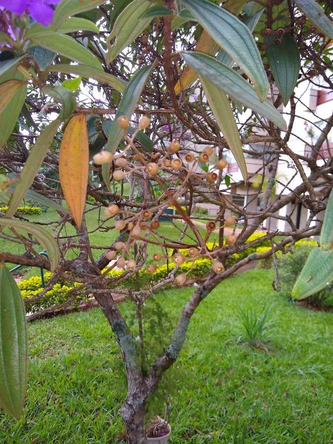 Tibouchina urvilleana fruit