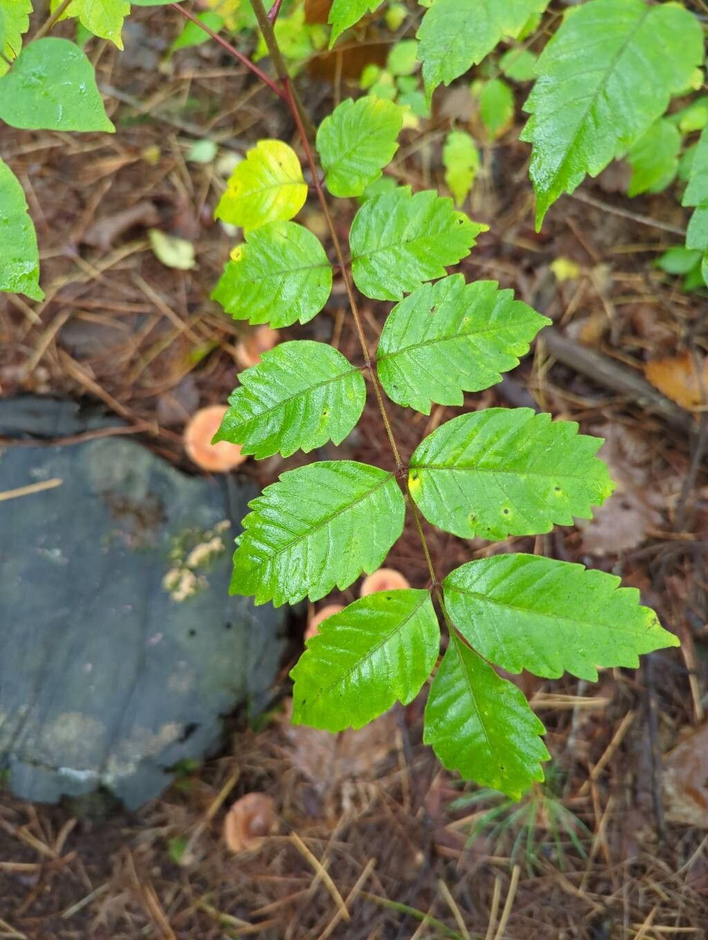 Toxicodendron trichocarpum leaf