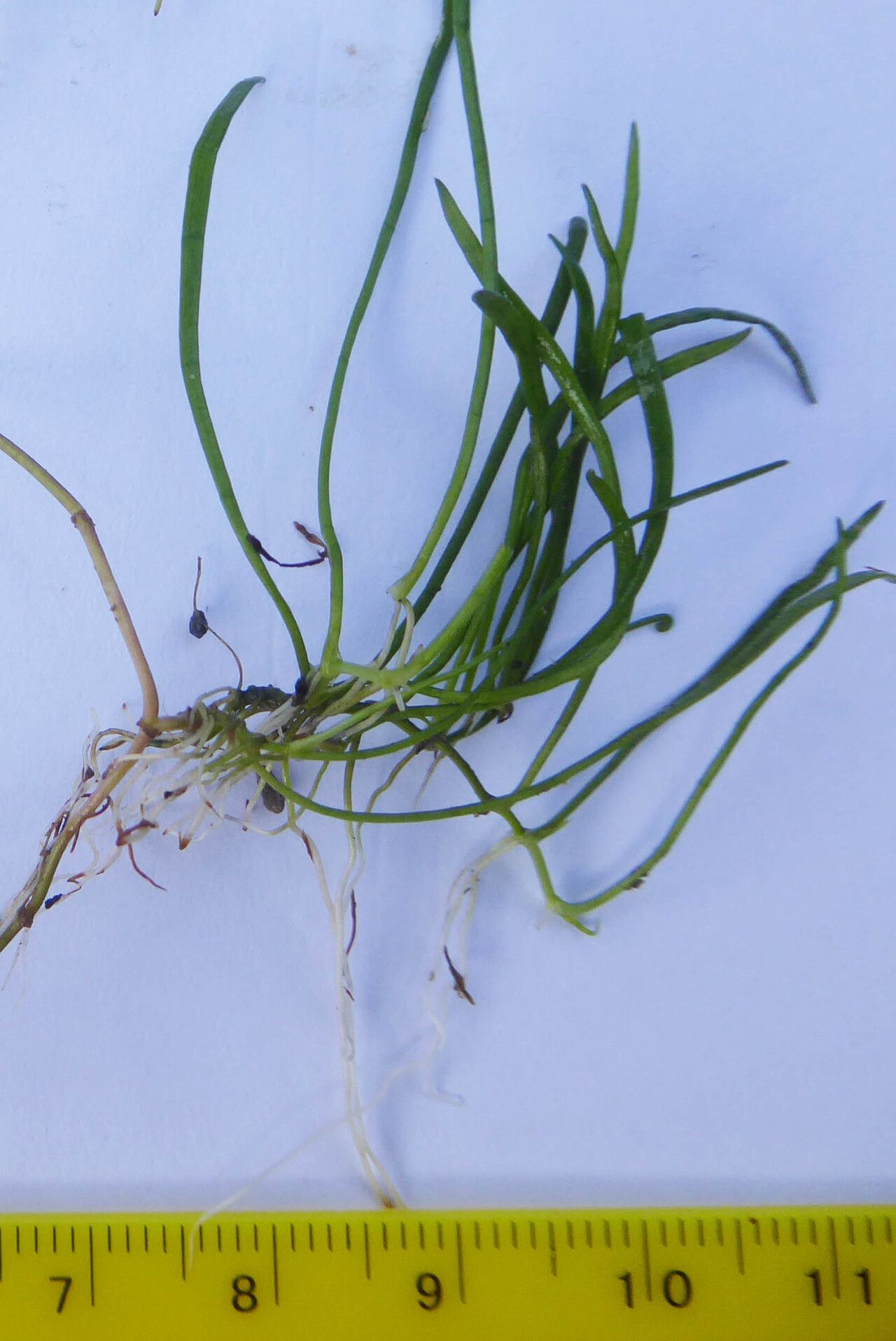 Lilaeopsis mauritiana habit