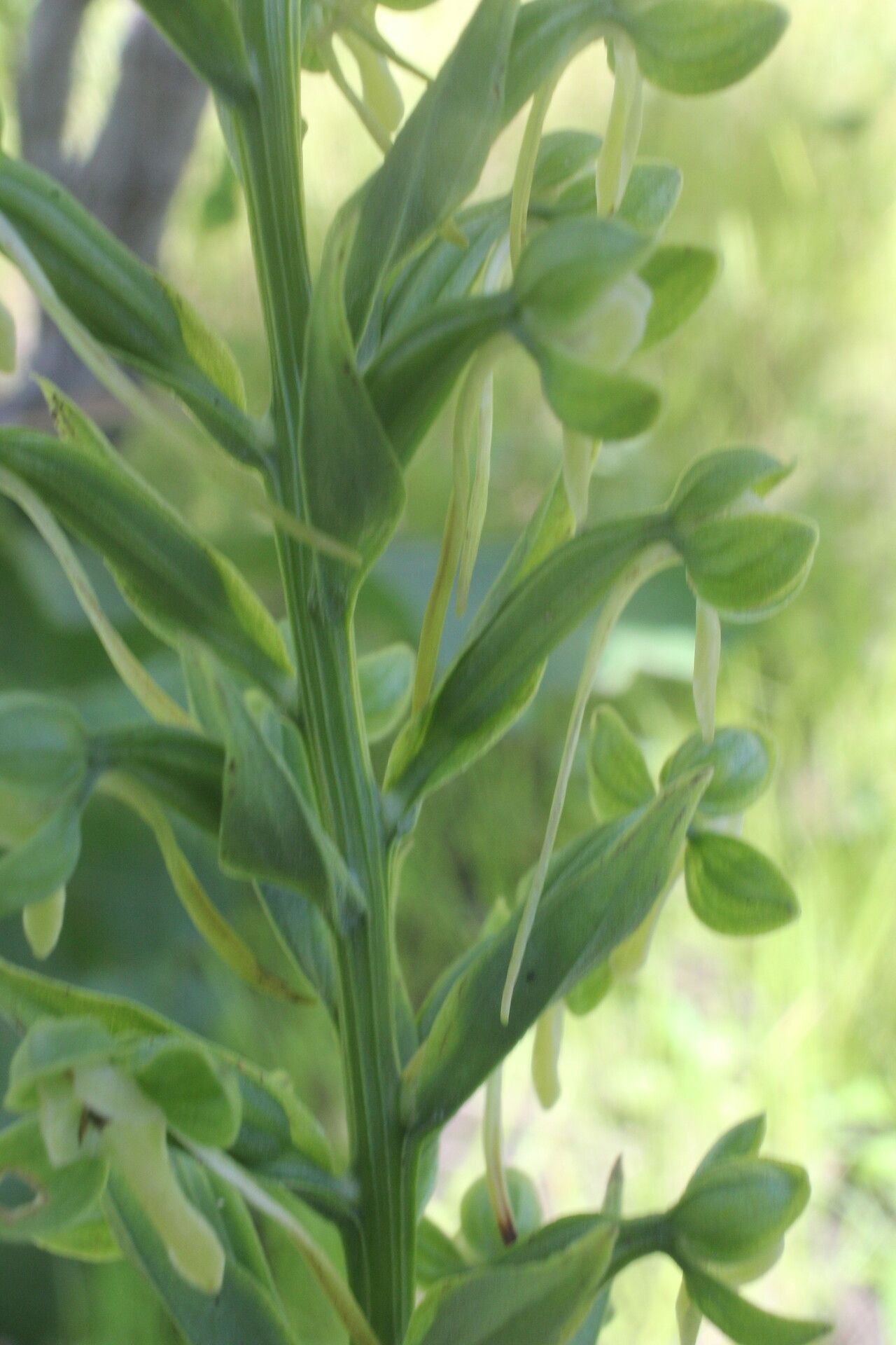 Habenaria strictissima — houseplant care guide