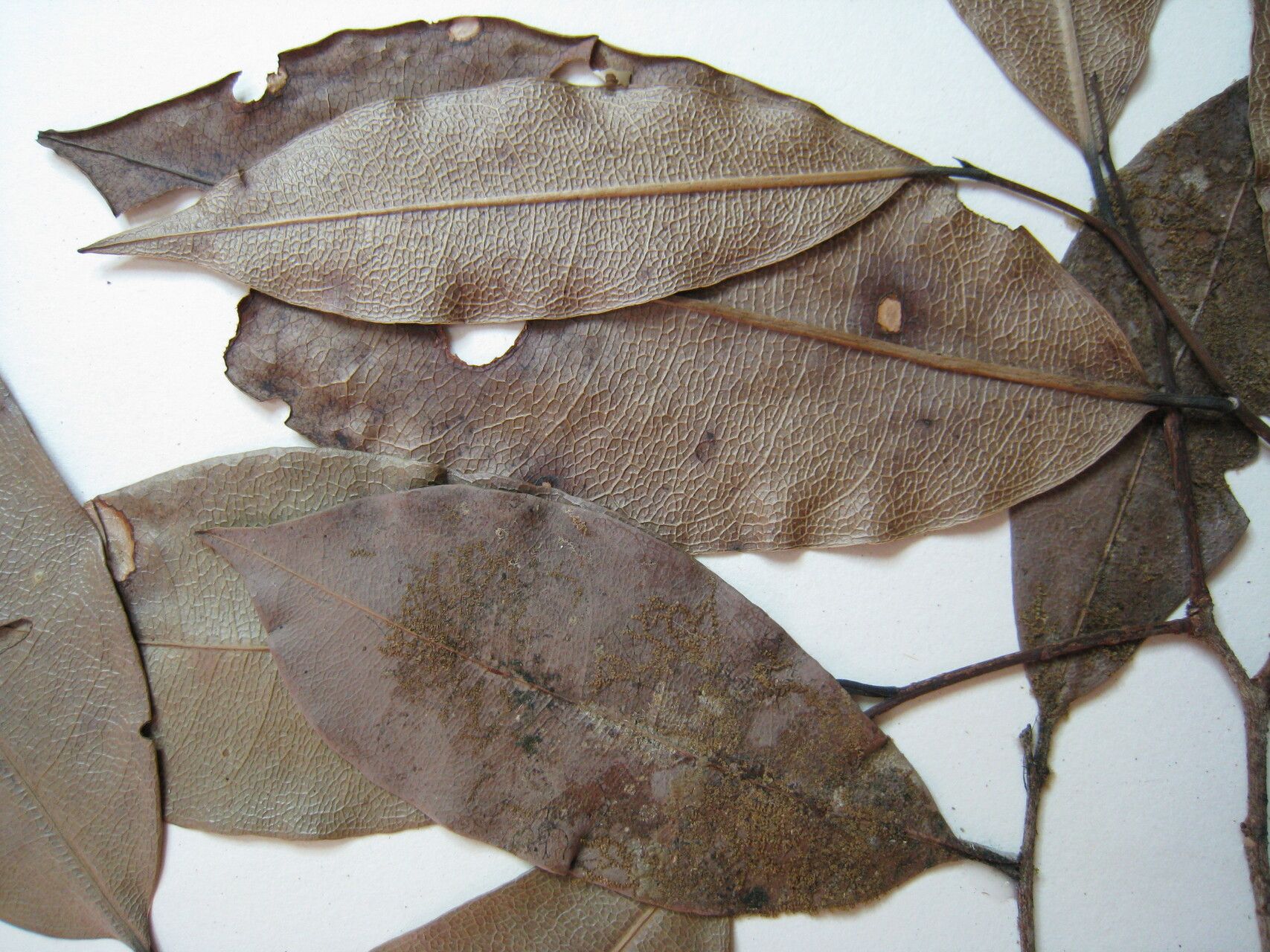 Lecythis confertiflora other