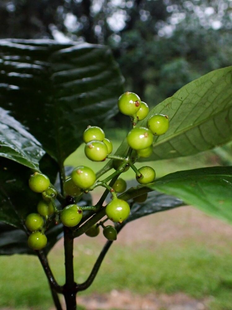 Psychotria njumei — houseplant care guide