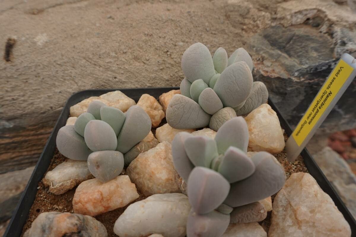 Lapidaria margaretae bark
