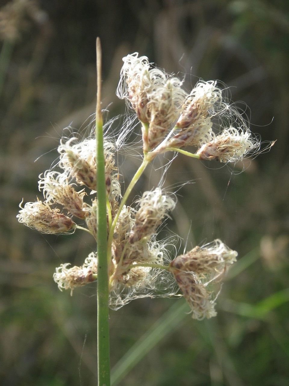 Schoenoplectus litoralis fruit