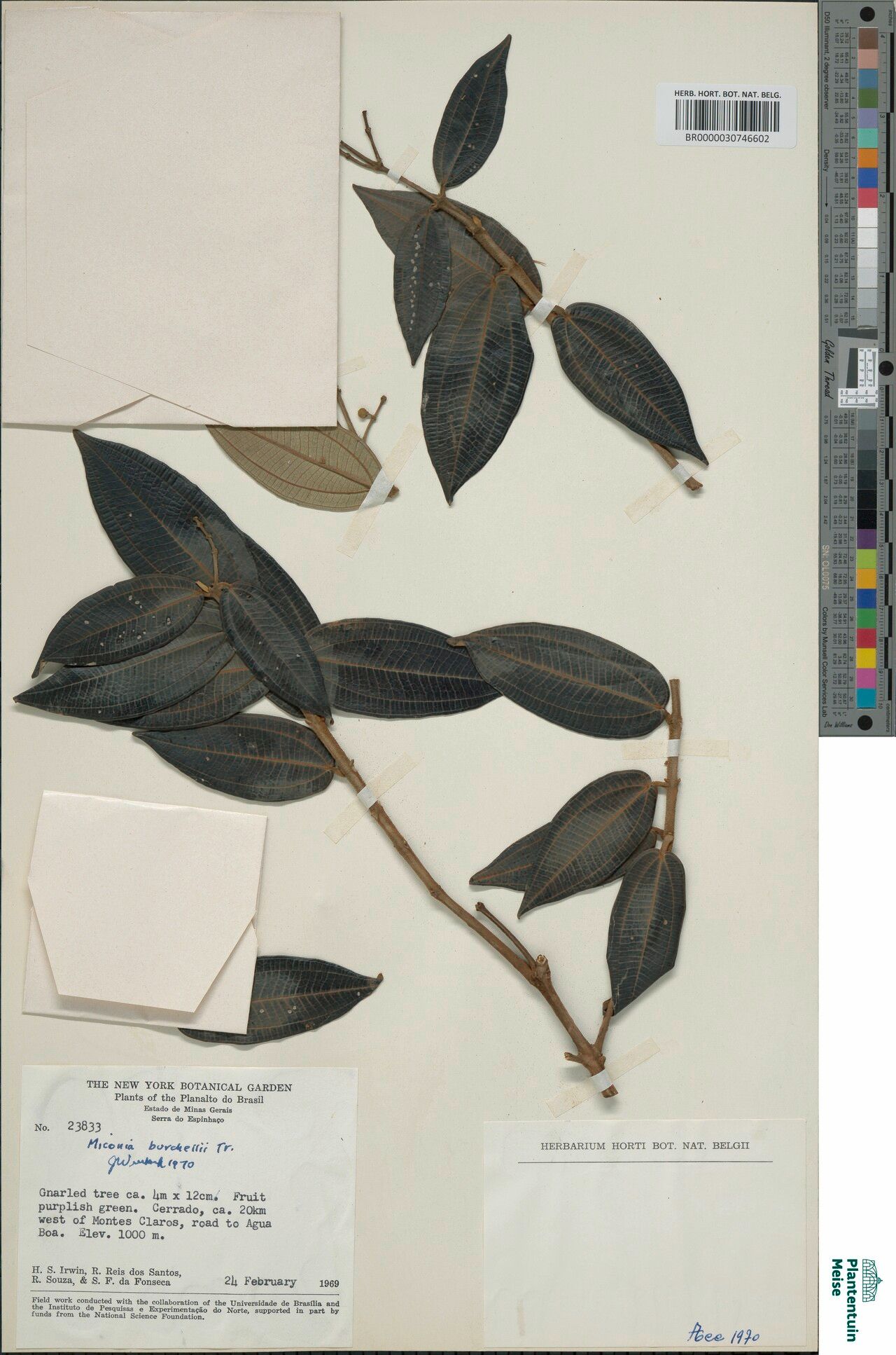 Miconia burchellii leaf