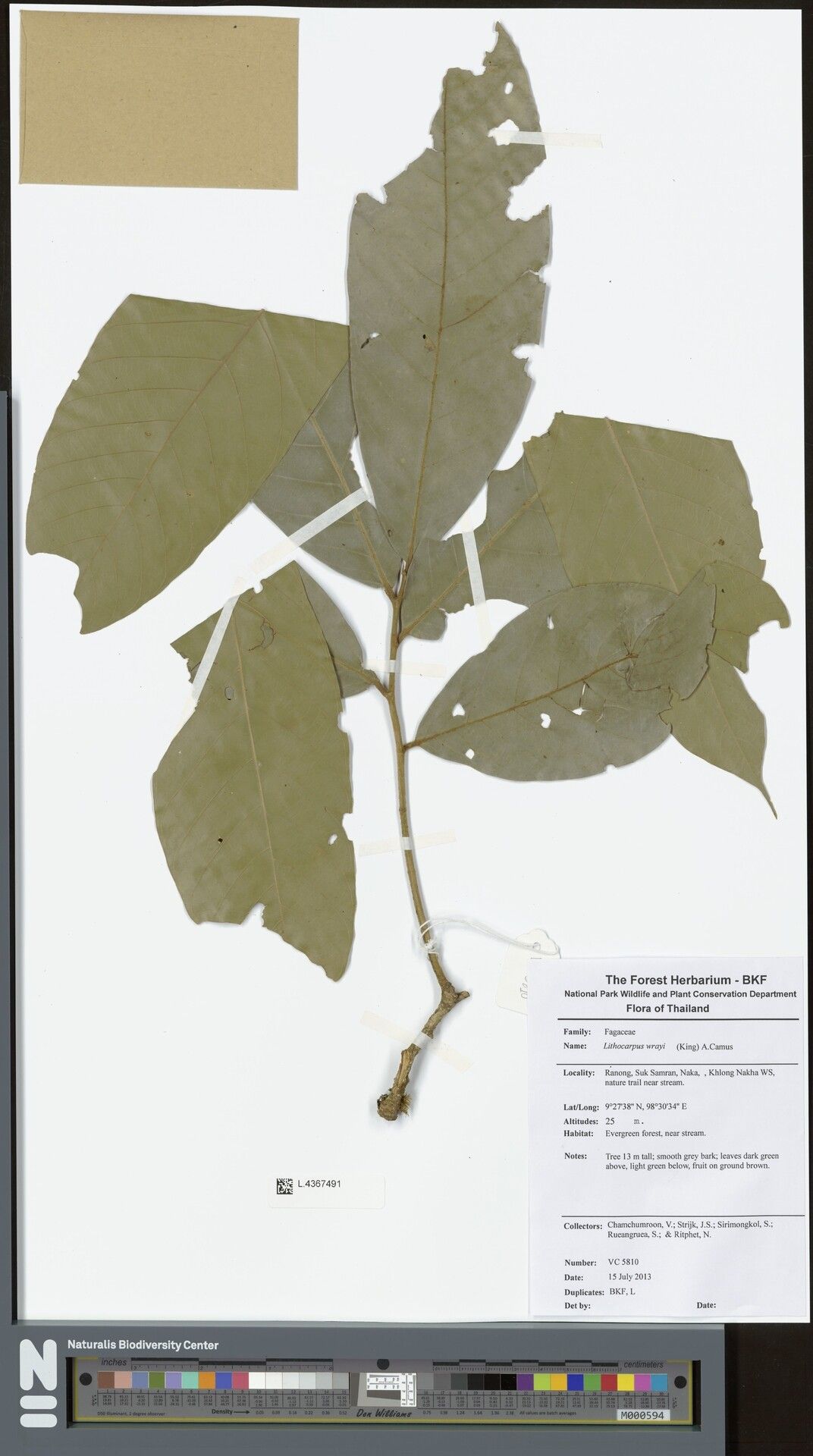 Lithocarpus wrayi — houseplant care guide