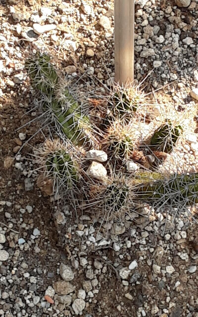 Echinocereus scheeri bark