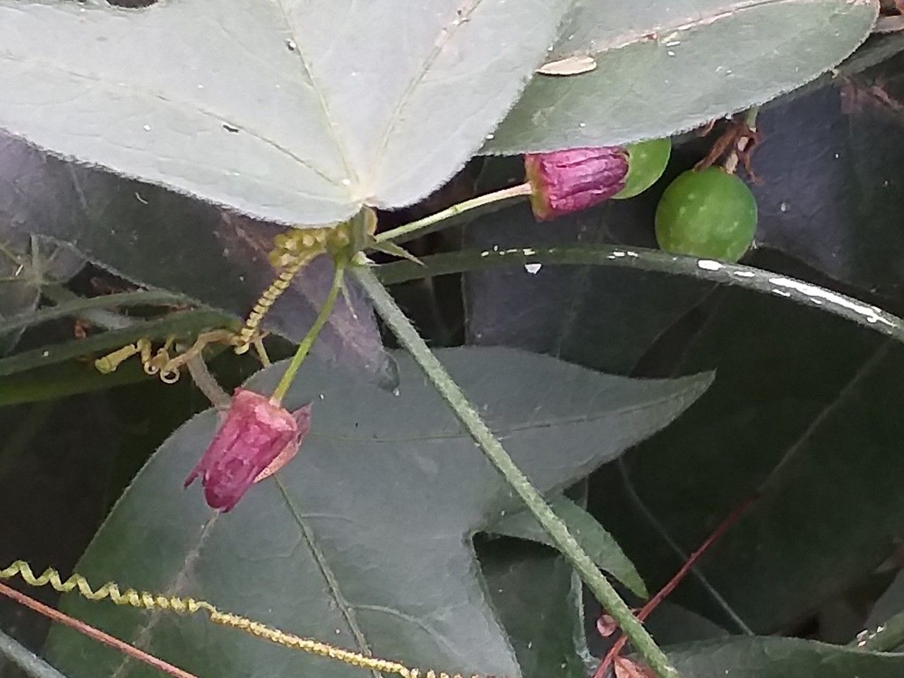 Passiflora suberosa flower