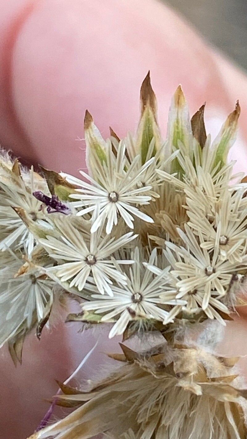 Volutaria tubuliflora fruit