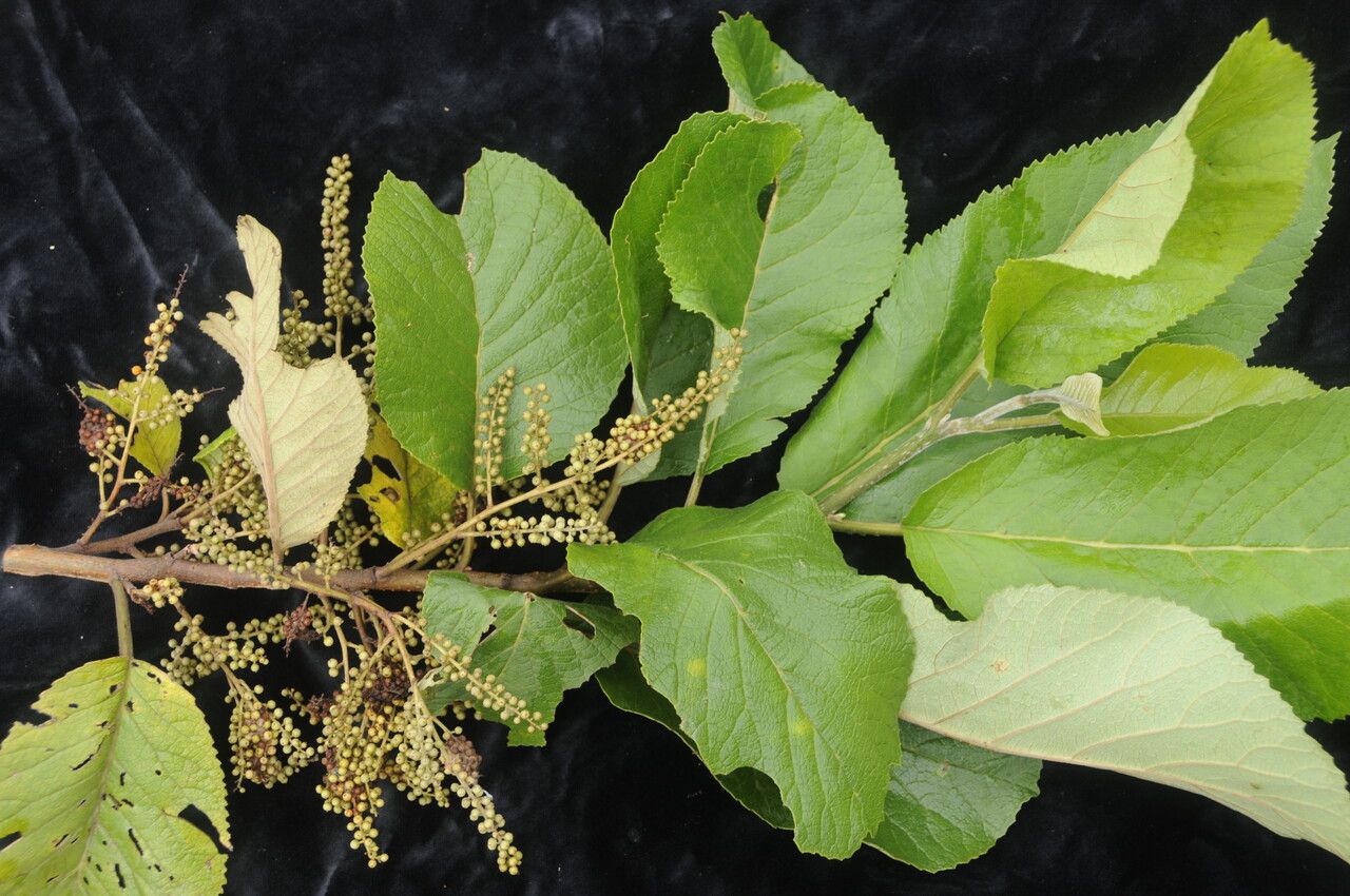 Maesa macrophylla habit