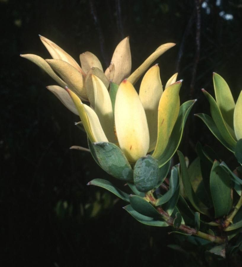 Leucadendron sessile — search result for 'Leucadendron'
