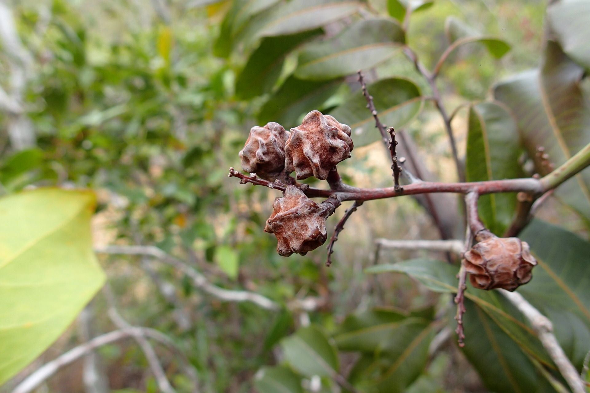 Podonephelium plicatum fruit