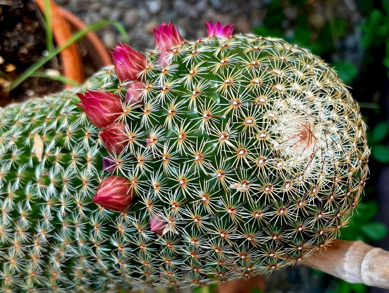 Mammillaria matudae flower