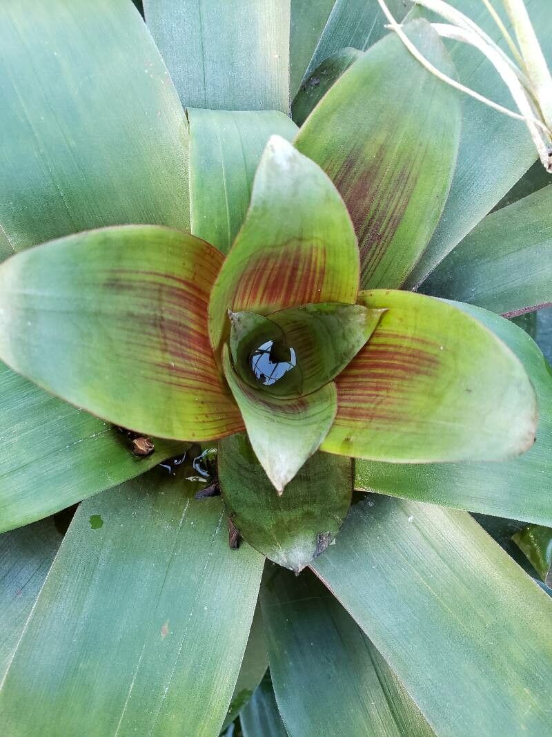 Neoregelia sanguinea leaf