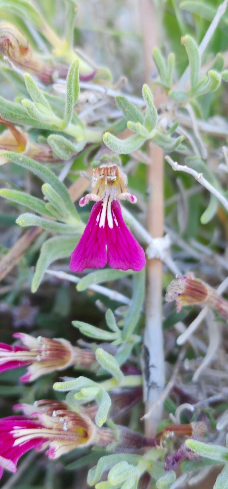 Ajuga chamaecistus flower