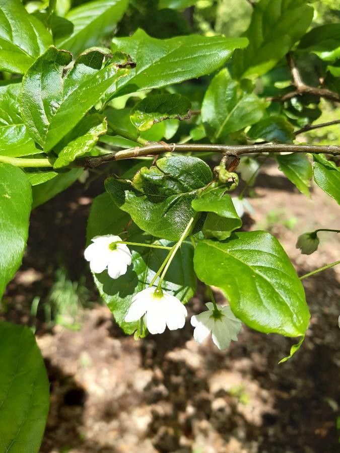 Sinojackia rehderiana flower
