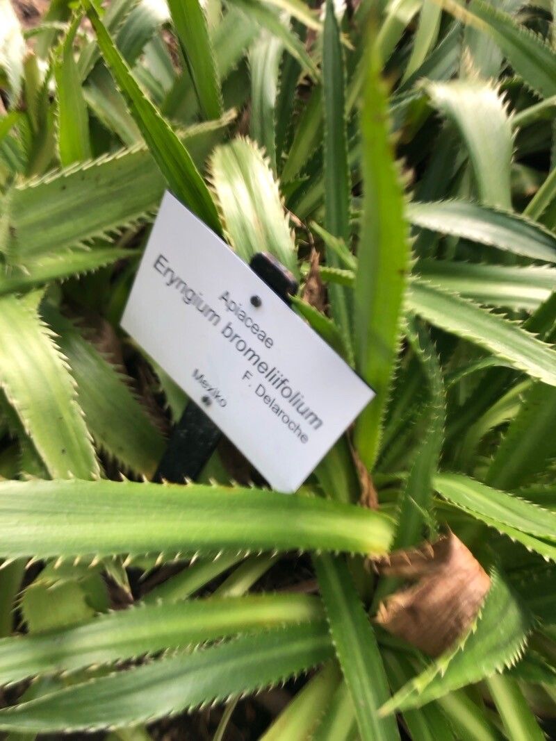 Eryngium bromeliifolium leaf
