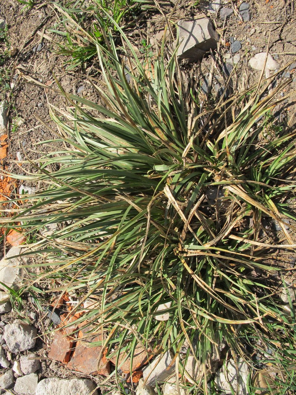 Carex hordeistichos habit