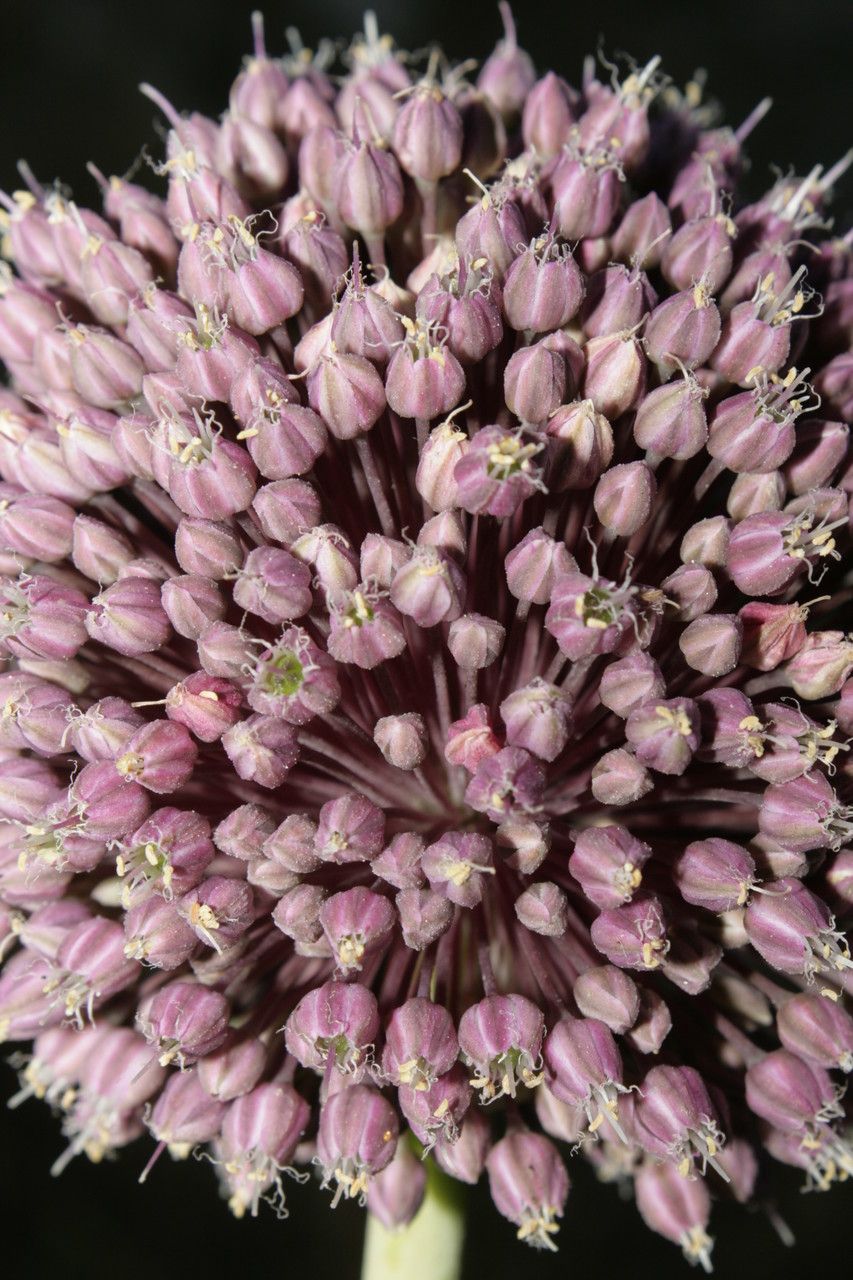 Allium commutatum x Allium porrum flower