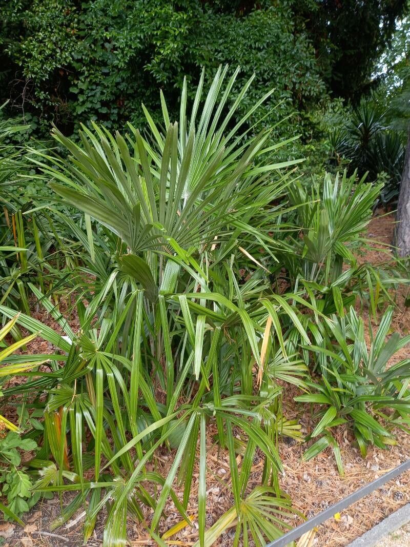 Rhapidophyllum hystrix habit