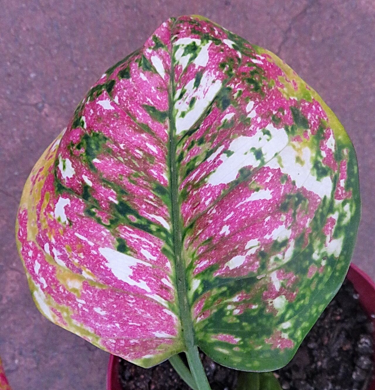 Aglaonema tricolor — search result for 'Aglaonema'