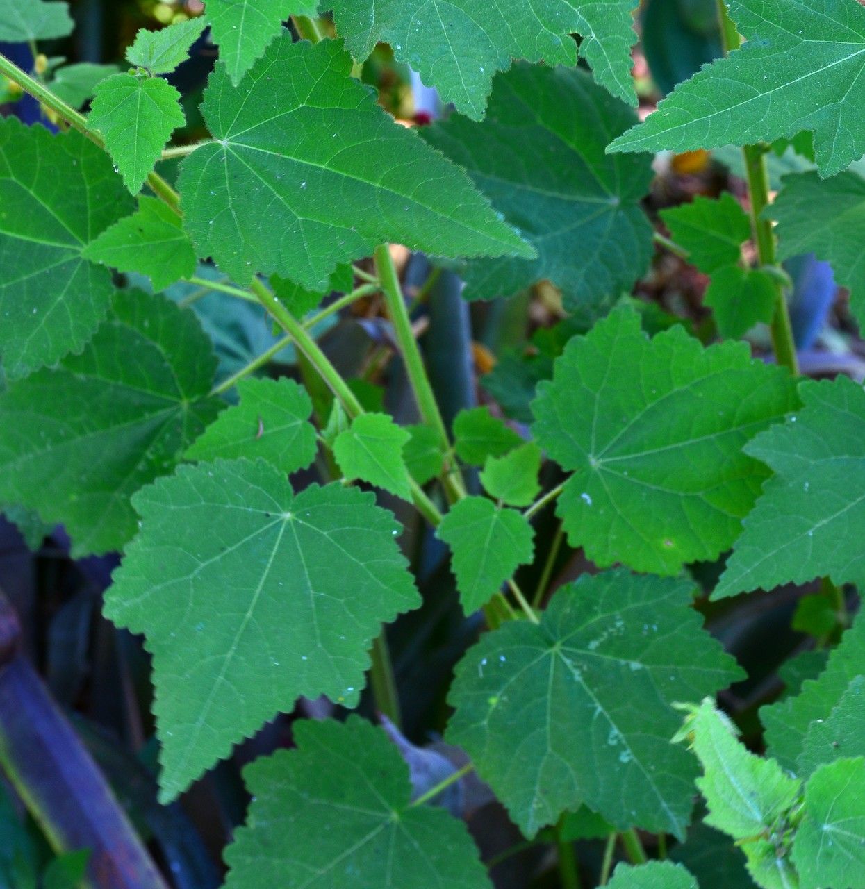Pavonia missionum habit