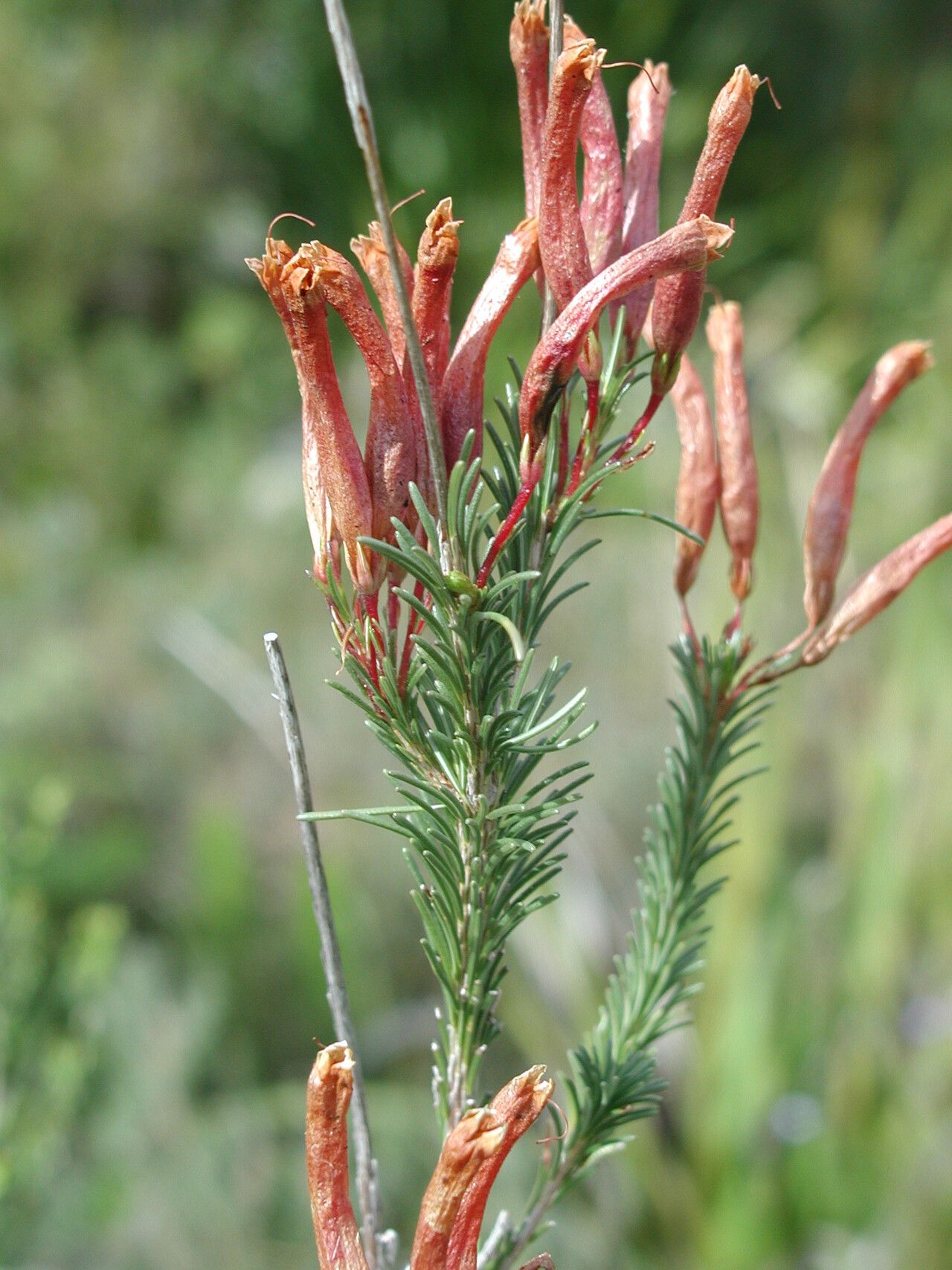 Erica fascicularis — search result for 'Erica'