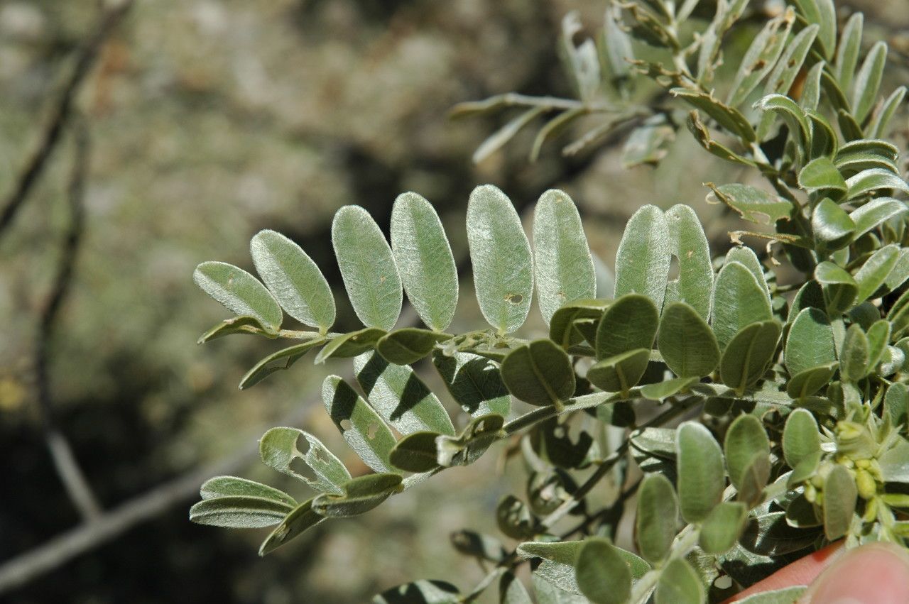Sesbania tomentosa — search result for 'Sesbania'