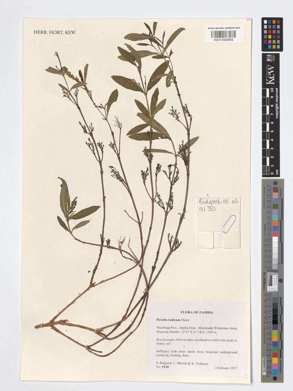 Pavetta radicans — houseplant care guide