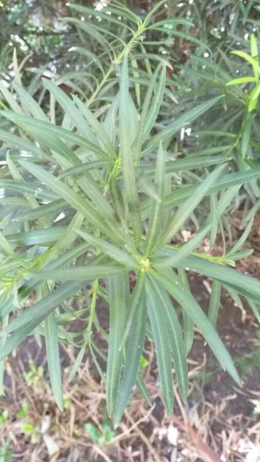 Podocarpus parlatorei — search result for 'Podocarpus'