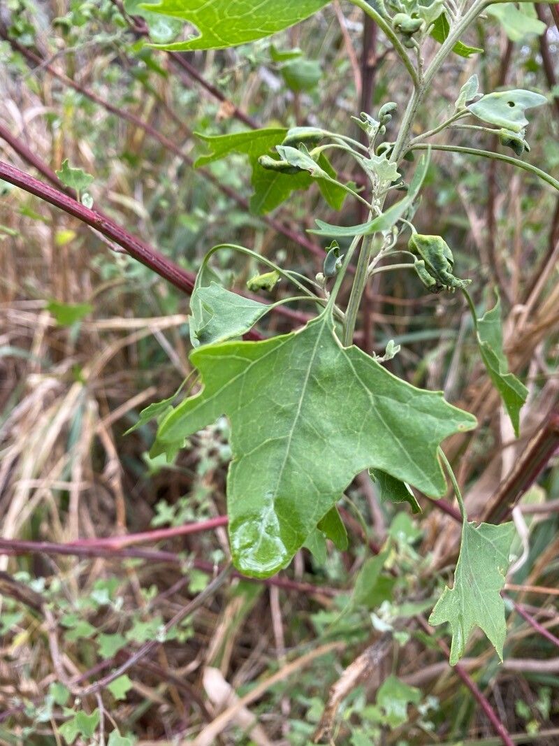 Chenopodium oahuense leaf