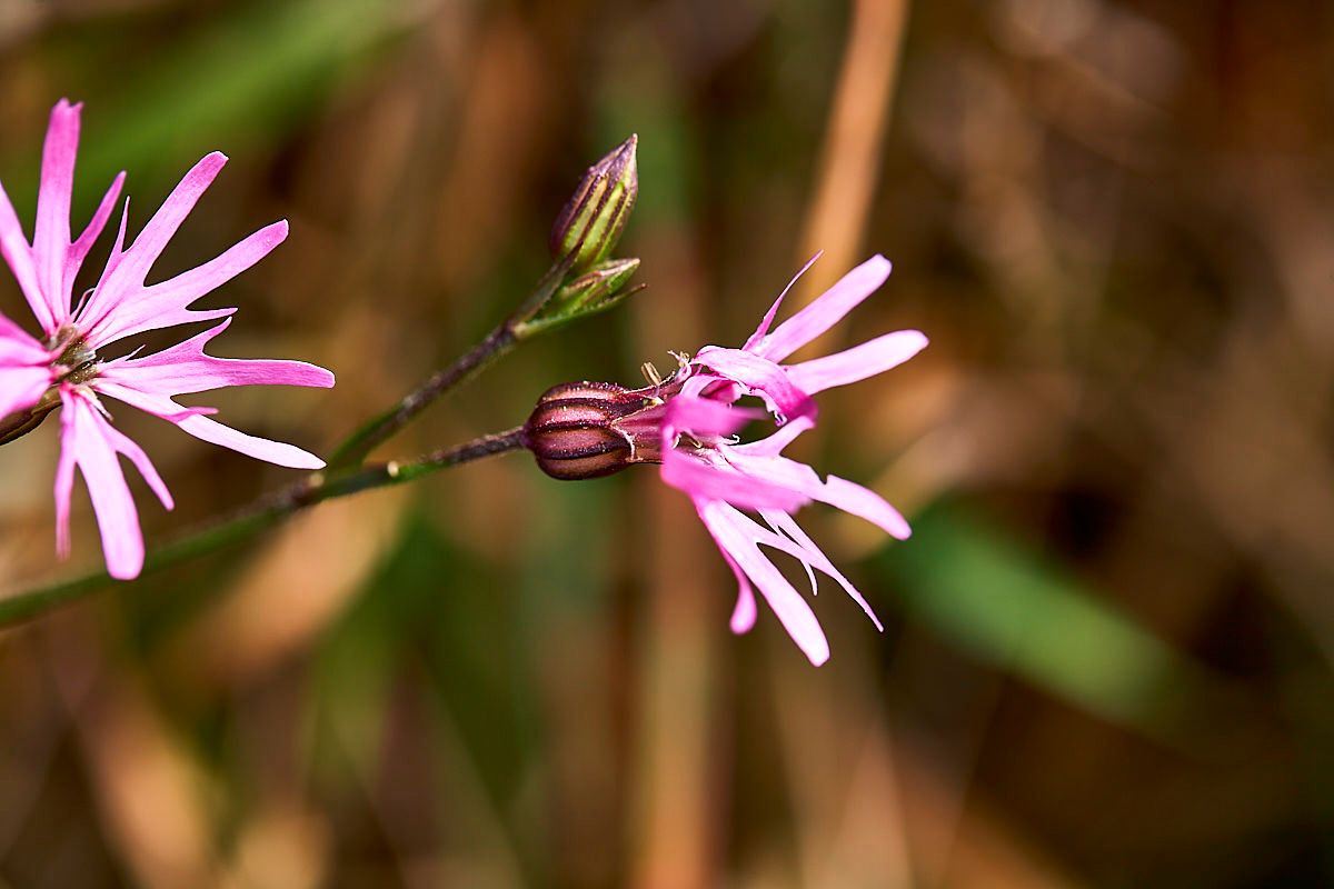 Silene flos-cuculi flower