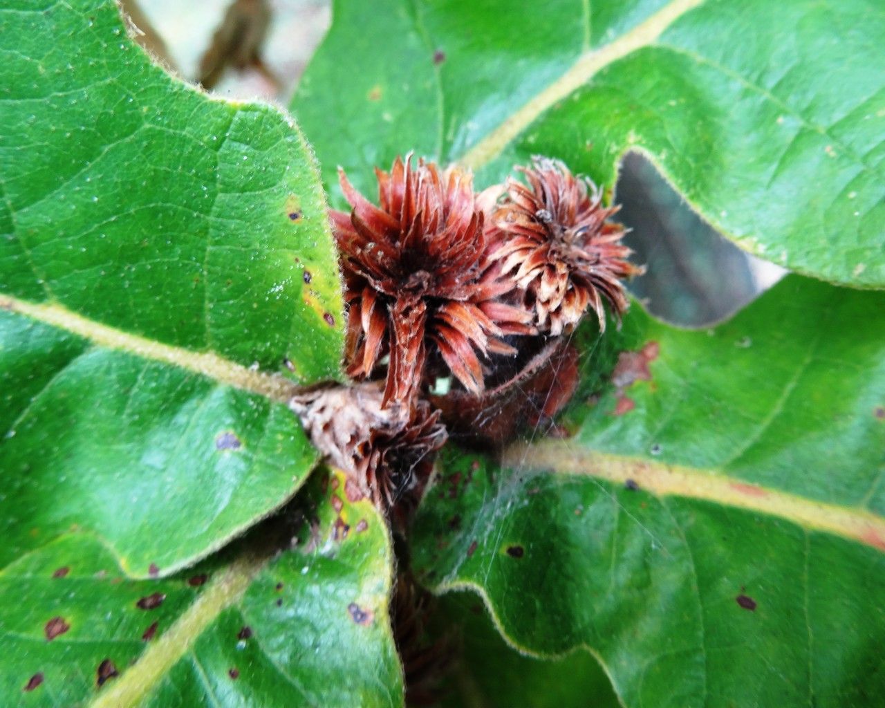 Quercus dentata fruit