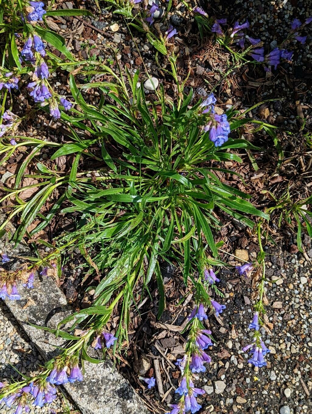 Penstemon scariosus habit