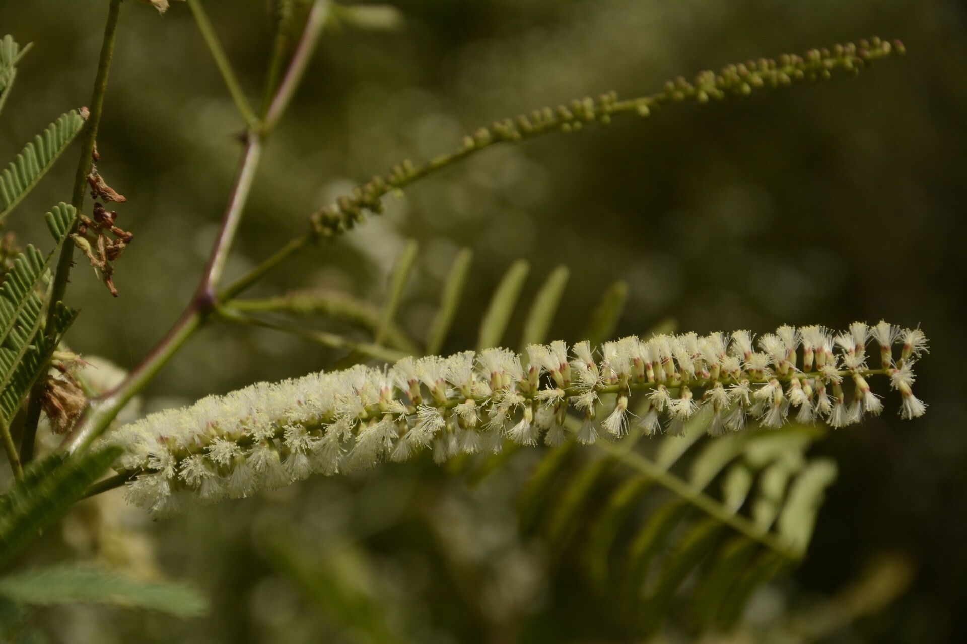 Senegalia chundra flower