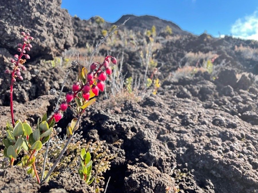 Agarista buxifolia flower