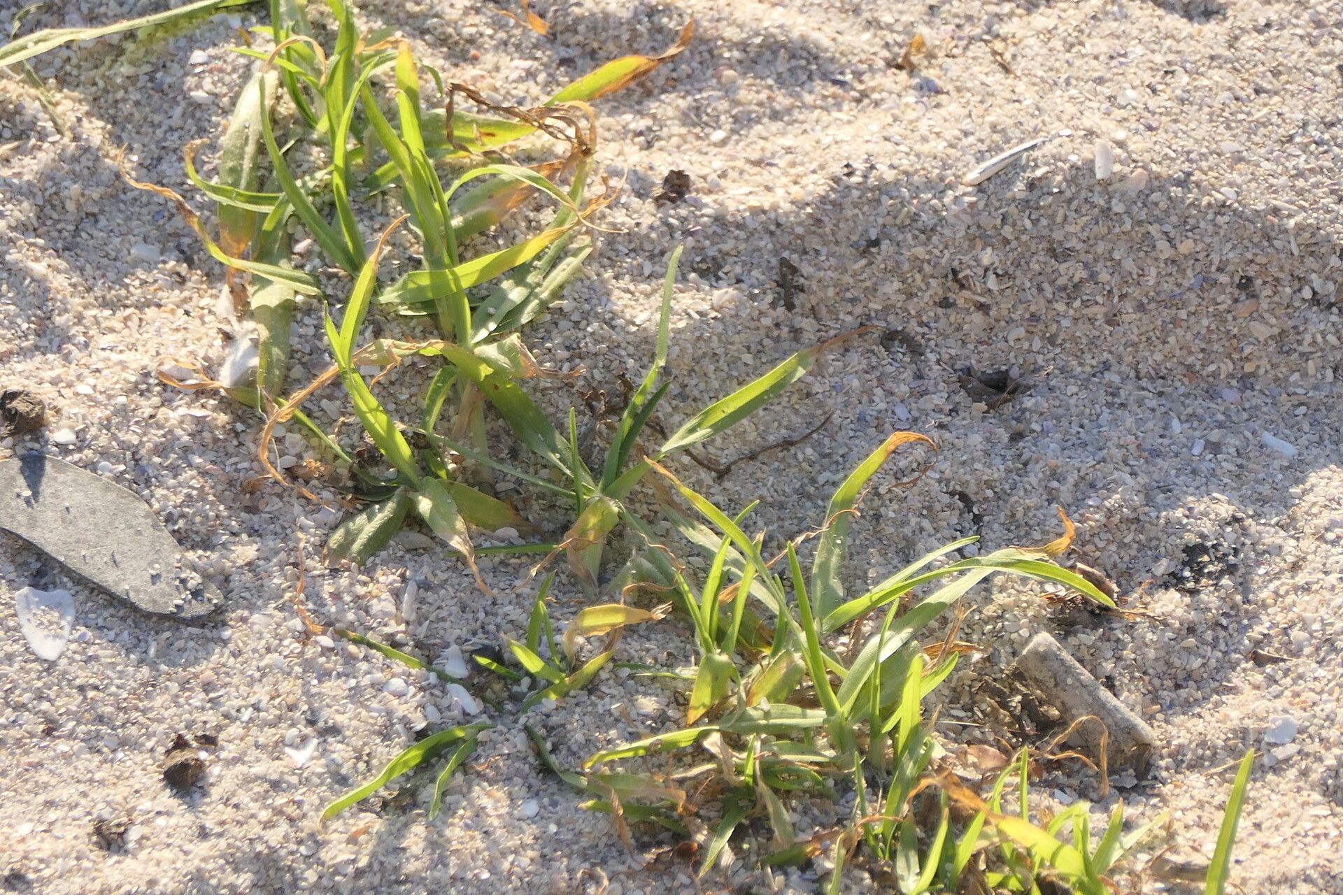 Pennisetum clandestinum leaf
